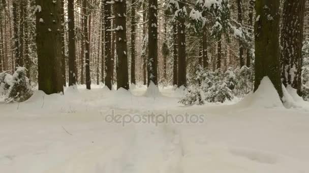 Flygande i vinter skog. Ren och frostiga dagtid — Stockvideo