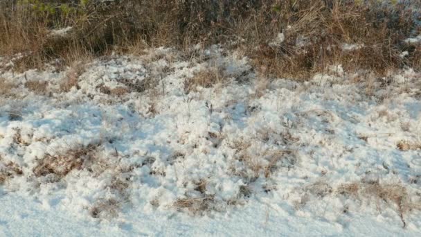 Gedroogd gras onder de sneeuw. Schoon en ijzig overdag. Soepele dolly schot — Stockvideo