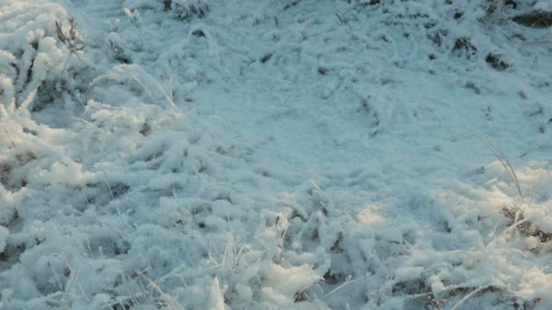 Getrocknetes Gras unter dem Schnee. Tagsüber sauber und frostig. Reibungsloser Schuss — Stockvideo