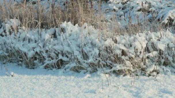 Dried flower under the snow. Clean and frosty daytime. Smooth dolly shot — Stock Video