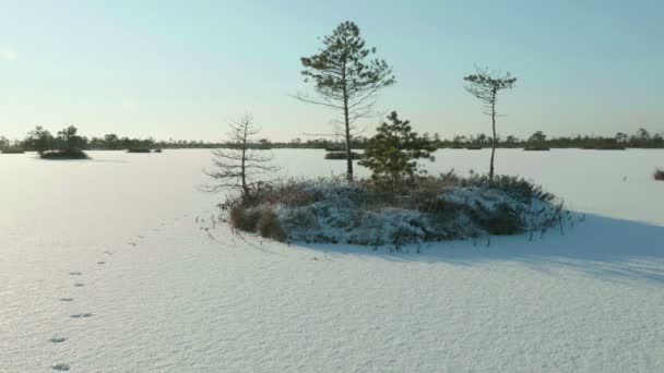 公園の木の雪に覆われた島。清潔で冷ややかな昼間。滑らかなドーリー ショット — ストック動画