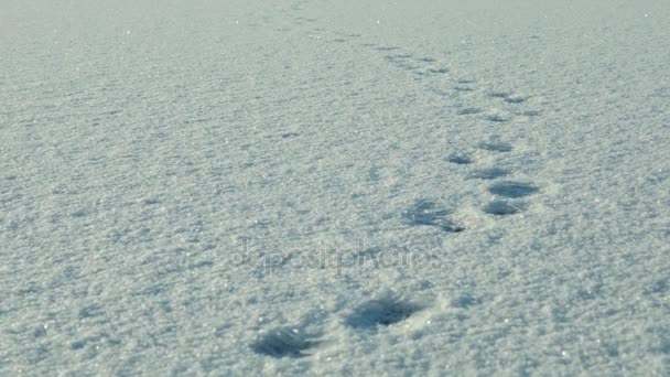 在雪地上的脚印。清洁和结霜的白天。开枪的光滑多莉 — 图库视频影像