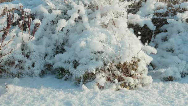 Сушені квіти під снігом. Чистий і морозний день. Плавний ляльковий постріл — стокове відео