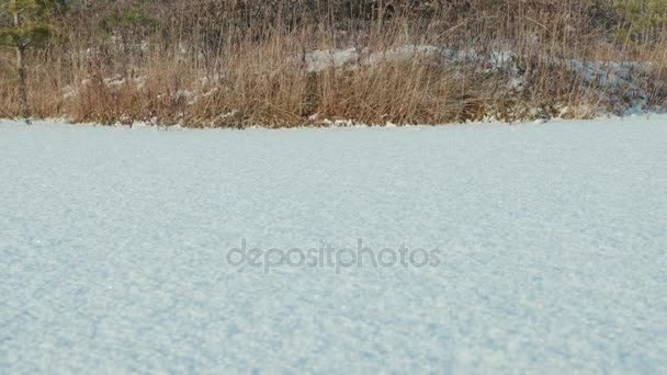 Lago congelado debaixo da neve. Limpo e frio durante o dia. Golpe de boneca suave — Vídeo de Stock