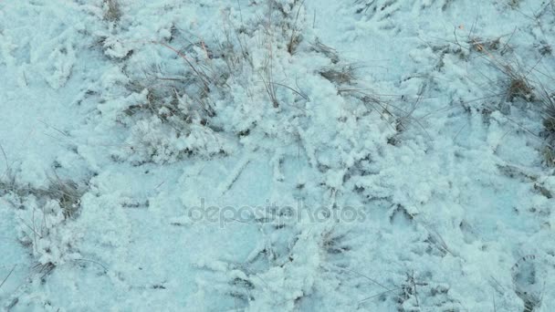 雪の中の乾いた草。清潔で冷ややかな昼間。滑らかなドーリー ショット — ストック動画
