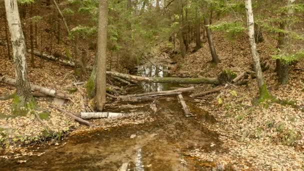 森の中の小河川。秋の昼間。滑らかなドーリー ショット — ストック動画