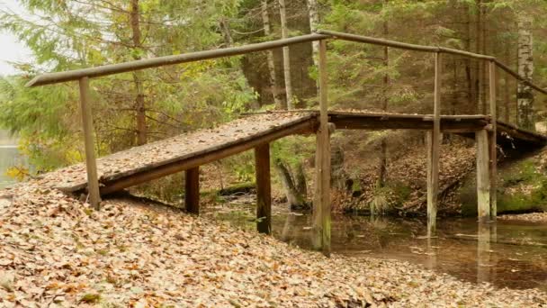 森の中の橋。秋の昼間。滑らかなドーリー ショット — ストック動画