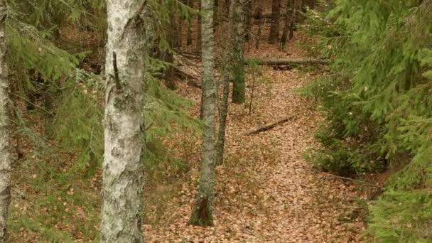 Sendero en el bosque. Día de otoño. Suave dolly tiro — Vídeo de stock