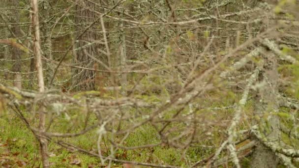 森の茂み。秋の昼間。滑らかなドーリー ショット — ストック動画