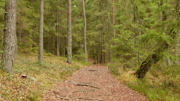 Landebahn im Wald. Herbsttag. Reibungsloser Schuss — Stockvideo