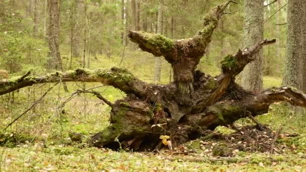 Raíz del árbol roto en el bosque. Día de otoño. Suave dolly tiro — Vídeo de stock