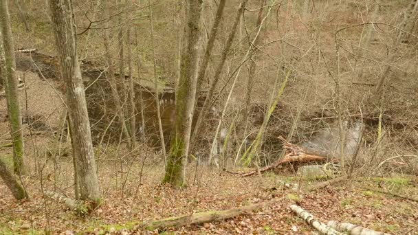 Au-dessus de la rivière dans la forêt. Le jour d'automne. Poupée lisse tourné 