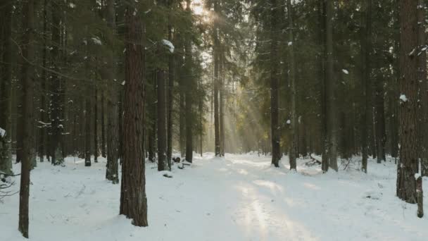Огни солнца в зимнем лесу — стоковое видео