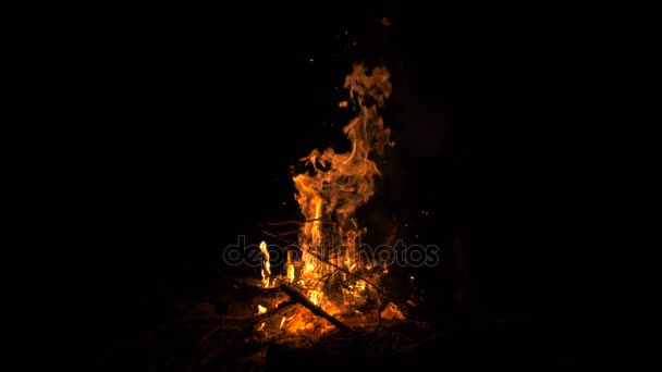 Feu de joie dans la forêt nocturne - tir au ralenti 180 ips — Video