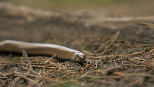 La lucertola senza limbo sembra un serpente. Rallentamento 180 fps primo piano colpo — Video Stock