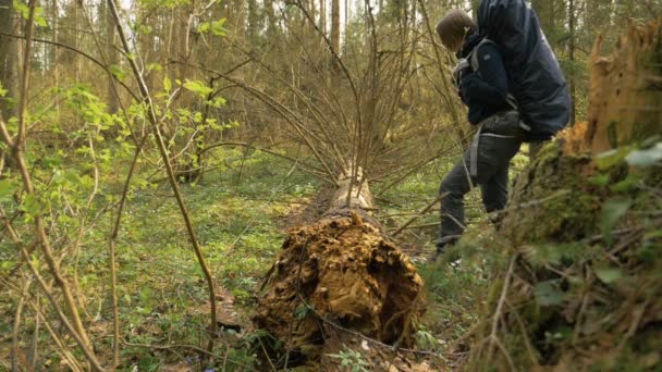 Дівчина спостерігає за впалим деревом в літньому лісі - повільна швидкість 180 к/с — стокове відео