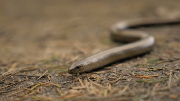 La lucertola senza limbo sembra un serpente. Rallentamento 180 fps primo piano colpo — Video Stock