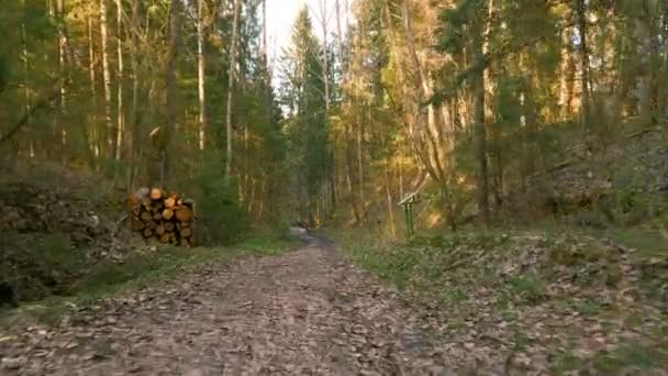 Camino en el bosque - toma de cámara voladora — Vídeo de stock