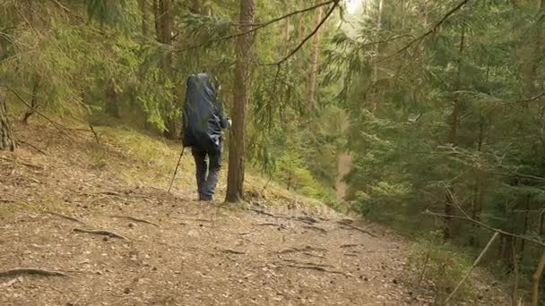 Caminhadas de meninas na floresta de verão - tiro de câmera voadora — Vídeo de Stock