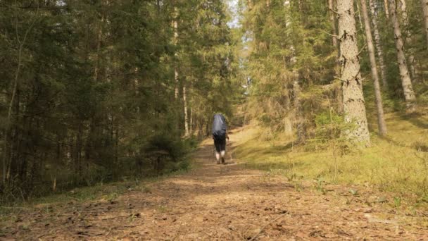 Girl hikes in the summer forest - flying camera shot — Stock Video