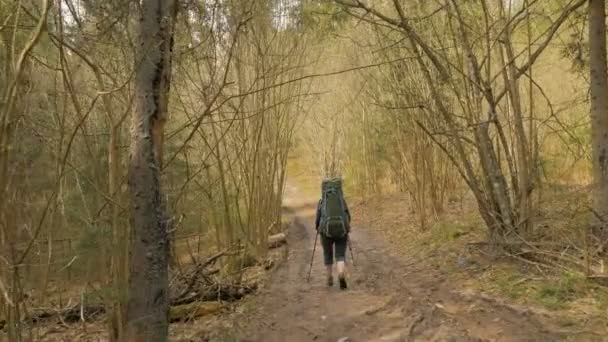 バックパックをフライング ショット - 夏の森を歩く観光客女性 — ストック動画