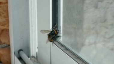 Bumblebee penceresinde