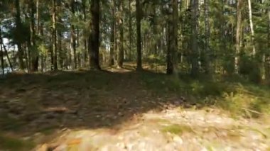 Yolu ormandaki - kamera çekim uçan