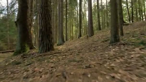 Caminho na floresta - tiro de câmera voadora — Vídeo de Stock