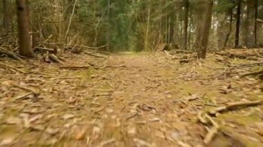 Yolu ormandaki - kamera çekim uçan