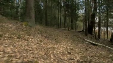 Yolu ormandaki - kamera çekim uçan