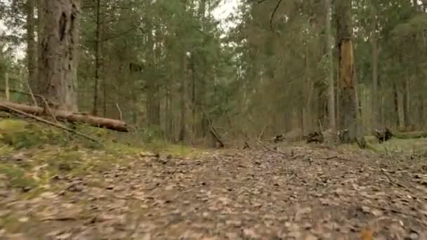 Väg i skogen - flygande kamera skott — Stockvideo