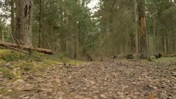 Percorso nella foresta - ripresa della macchina fotografica volante — Video Stock