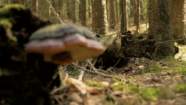 Focando-se no cogumelo na floresta — Vídeo de Stock