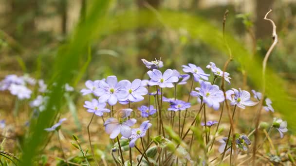 在森林里的紫罗兰色 flowwers — 图库视频影像