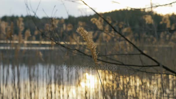 湖の上の乾いた草は — ストック動画