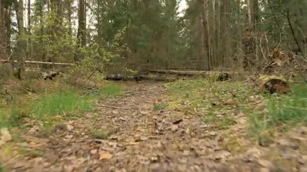 Traject in het bos - vliegende camera schot — Stockvideo