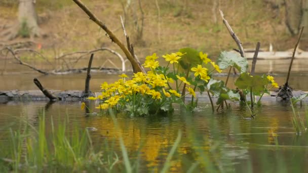 Bunga kuning di sungai — Stok Video