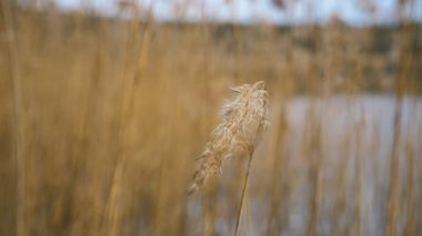 Göldeki kuru otlar