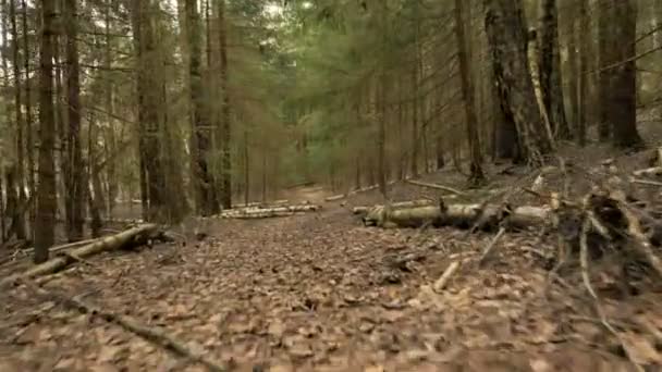 Traject in het bos - vliegende camera schot — Stockvideo