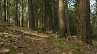 Yolu ormandaki - kamera çekim uçan