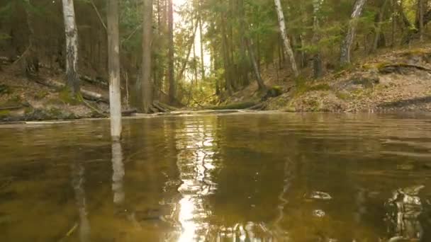 Sorvolando il fiume nella foresta — Video Stock