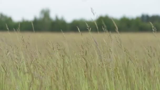 The grass is swaying in the wind - slowmotion 60fps — Stock Video