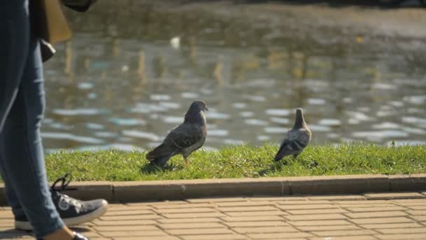 Pigeon suivre l'autre - slowmo 180 ips — Video