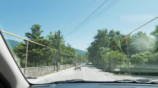 Свинячий повільно прогулянки перед автомобілем на дорозі, Грузія — стокове відео