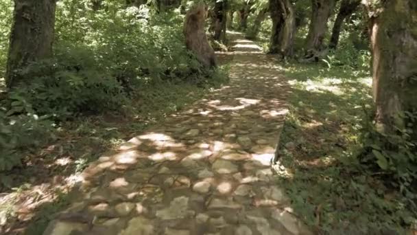 Conte magique dans la forêt tropicale, Géorgie — Video