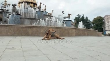 Yolda, Georgia, Kutaisi köpek yatıyor