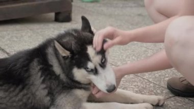 Kız bir husky köpek okşadı