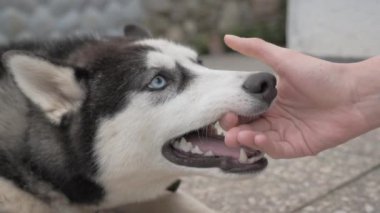 Kız bir husky ile çalış