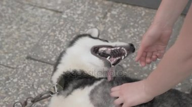 Kız bir husky ile çalış
