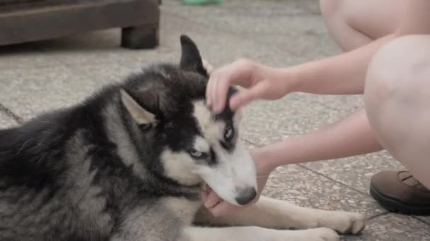 Девушка ласкает хаски собаку — стоковое видео